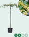 Linde vierkant dak 220 cm stamhoogte | Tilia europea 14-18 cm 220 cm| Bomenbezorgd.nl