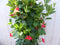 Dipladenia Mandevilla Sundaville Rood 140 cm