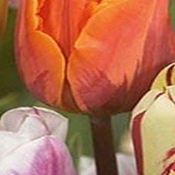 3 stuks - JUB - Tulipa Flaming Beauty mix 8 bollen