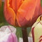 3 stuks - JUB - Tulipa Flaming Beauty mix 8 bollen