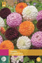 Jub - Dahlia Pompon Mix