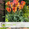 Plant in a Box - Tulipa Rasta Parrot - Tulpenbollen x15 - Bloembollen voor Tuin, Terras of Balkon