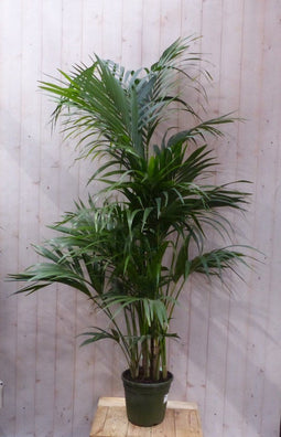 Kamerpalm Kentiapalm 200 cm kamerplant