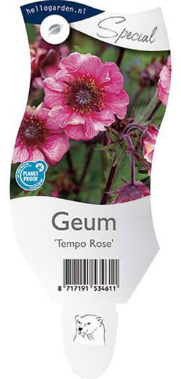 Griffioen - Geum 'Tempo Rose'