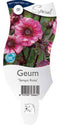 Griffioen - Geum 'Tempo Rose'