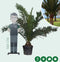 Dadelpalm Phoenix canariensis 187,5 cm