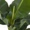 Musa – ↨ 75 cm – ⌀ 24 cm