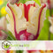 Plant in a Box - Tulipa Flaming Parrot - Bloembollen x10 - Tulp - parkiettulp - tweekleurig