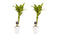 Decorum Duo 2 x Dracaena Sandriana gold met Anna white