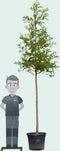 Moerascipres Taxodium distichum 500 cm
