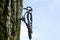 Birdwise tuindecoratie Specht cortenstaal