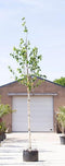 Witte himalaya berk | Betula ut. 'jacquemontii' 10-14 cm | Bomenbezorgd.nl