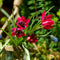 Plant in a Box - Tulipa Little Beauty - Bloembollen x40 - Tulpen - Rood - blauw-wit hart -Meerjarig