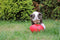 Jolly Pets Jolly Egg Ø 30 cm - Kunststof Hondenspeelgoed – Stevige hondenbal – Geschikt voor de grote hond – Hondenspeeltjes – Weerbestendig - Rood