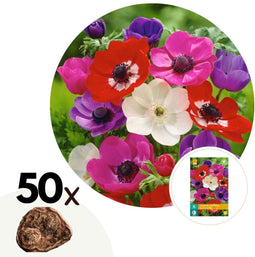 Plant in a Box - Anemone de Caen Mix x50 - Bloembollen winterhard - Tuin, pot of balkon