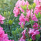 Customize it - Tuinschilderij azalea roze 130x70cm