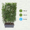 Hedge to Go - Ligustrum ovalifolium Haag