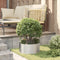 vidaXL - Tuinplanten - 5 - stuks - 40x40x20 - cm - Roestvrijstaal
