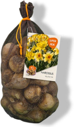 Baltus - Narcissus Yellow mix per 40 bloembollen