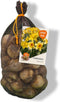 Baltus - Narcissus Yellow mix per 40 bloembollen