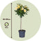 Plant in a Box - Rosa Palace 'Mysore’ - Set van 2 - Gele stamroos voor binnen,tuin,terras of balkon - Pot 19cm - Hoogte 80-100cm