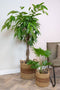 Ter Steege Plantenmand voor Binnen Zeegras Beige-Bruin D 27 cm H 27 cm