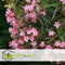 Plant in a Box - Nerium Oleander - Tuinplant - Pot 21cm - Hoogte 80-90cm