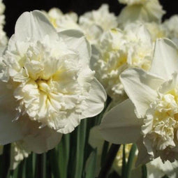 Narcissenbol - Ice King - Dubbel - Geel - 2x15 stuks