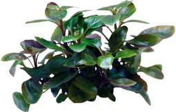 Easy grow 67 lobelia cardinalis dwarf
