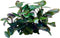Easy grow 67 lobelia cardinalis dwarf