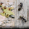 ShiftCam LensUltra 75mm Long Macro - smartphone lens - close-up foto's - macrofotografie
