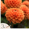 Plant in a Box - Dahlia 'Sylvia' - set van 3 - zomerbloeiers - dahliaknollen - tuinbloemen - Oranje
