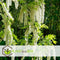 Plant in a Box - Wisteria floribunda 'Longissima Alba' - Japanse blauwe regen - Witbloeiende sierplant - Klimmer - Pot 15cm - Hoogte 60-70cm
