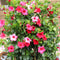 Plants by Frank - Set van 6 Mandevilla Rood Planten - 6 x Dipladenia Rood in 12 cm pot - Mediterrane Planten - Vers uit de Kwekerij geleverd - Klimplanten