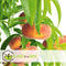 Plant in a Box - Prunus Persica 'Saturnus' - Set van 2 - Perzikboom - Fruitboom - Winterharde boom - Potplant - Tuinplant - Pot 15 cm - Hoogte 60-70cm