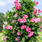 Plant in a Box - Dipladenia sanderii - Set van 3 - Roze tuinplanten - Pot 9cm - Hoogte 25-40cm