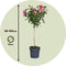 Plant in a Box - Rosa Palace Topkapi - Stamroos meerjarig winterhard - Pot 19cm - Hoogte 80-100cm