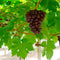 Plant in a Box - Vitis vinifera ‘Vanessa XL' - Druivenplant - ⌀21cm - Hoogte 60-75cm