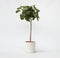 Plant in a Box - Ficus Carica - Fruitboom - Winterharde Vijgenboom - Pot 21cm - Hoogte 70-90cm