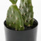 Mica Decorations Cactus Kunstplant in Bloempot - H50 x Ø25 cm - Groen