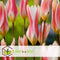 Plant in a Box - Tulipa Clusiana Stellata - Bloembollen x40 - Tulp - Wit en Roze - Stervormig
