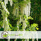Plant in a Box - Wisteria floribunda 'Longissima Alba' - Set van 2 - Japanse blauwe regen - Witbloeiende sierplant - Klimmer - Pot 15cm - Hoogte 60-70cm