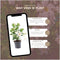 Plants by Frank - Set van 6 Mandevilla White Planten - 6 x Dipladenia Wit in 12 cm pot - Mediterrane planten - Vers uit de kwekerij geleverd - Klimplanten