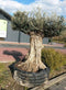 Olea 300 cm