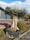 Olea 300 cm