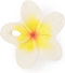 Oli & Carol Hawaii the Flower