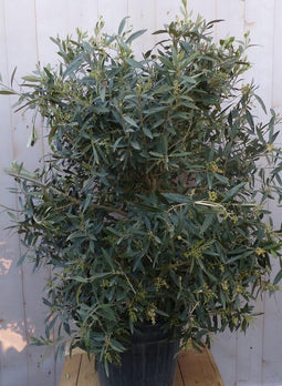 Olijf struik XL 110 cm hoog