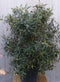 Olijf struik XL 110 cm hoog