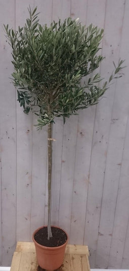 Olijfboom Olea 140 cm
