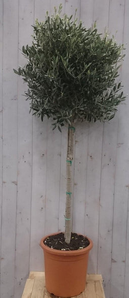 Olijfboom Olea 180 cm